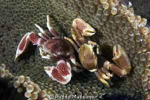 a couple of...,nikon 60mm macro by Puddu Massimo 